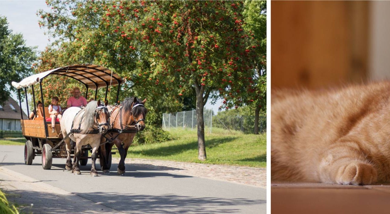 Pferdehof Scholz, &copy; Pferdehof Scholz