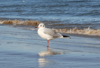 © Lachmöwe © Lachmöwe