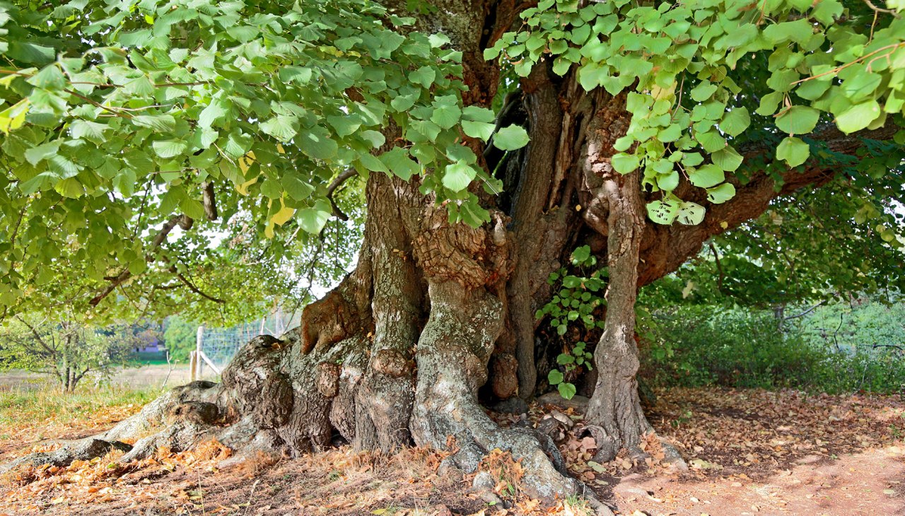 Sommerlinde an der Dorfkirche Speck, © Michael Engelmann Sommerlinde an der Dorfkirche Speck, © Michael Engelmann