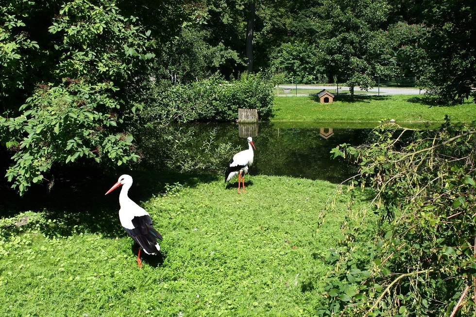 Störche im Grimmener Tierpark // © Sabrina Wittkopf-Schade Störche im Grimmener Tierpark // © Sabrina Wittkopf-Schade