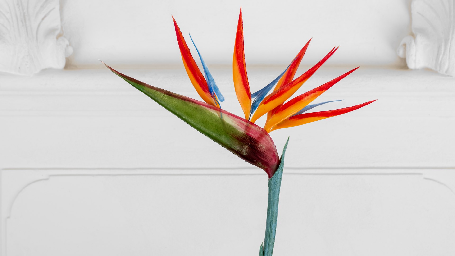 Wer hätte gedacht, dass dem Herzogtum solch botanischer Ruhm zuteilwerden würde. // © MV-T/Tiemann Wer hätte gedacht, dass dem Herzogtum solch botanischer Ruhm zuteilwerden würde. // © MV-T/Tiemann