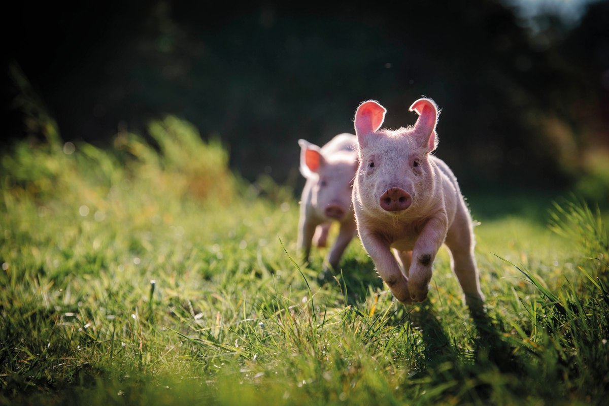 Anni und Rosalie im Schweineland // &copy; Land der Tiere