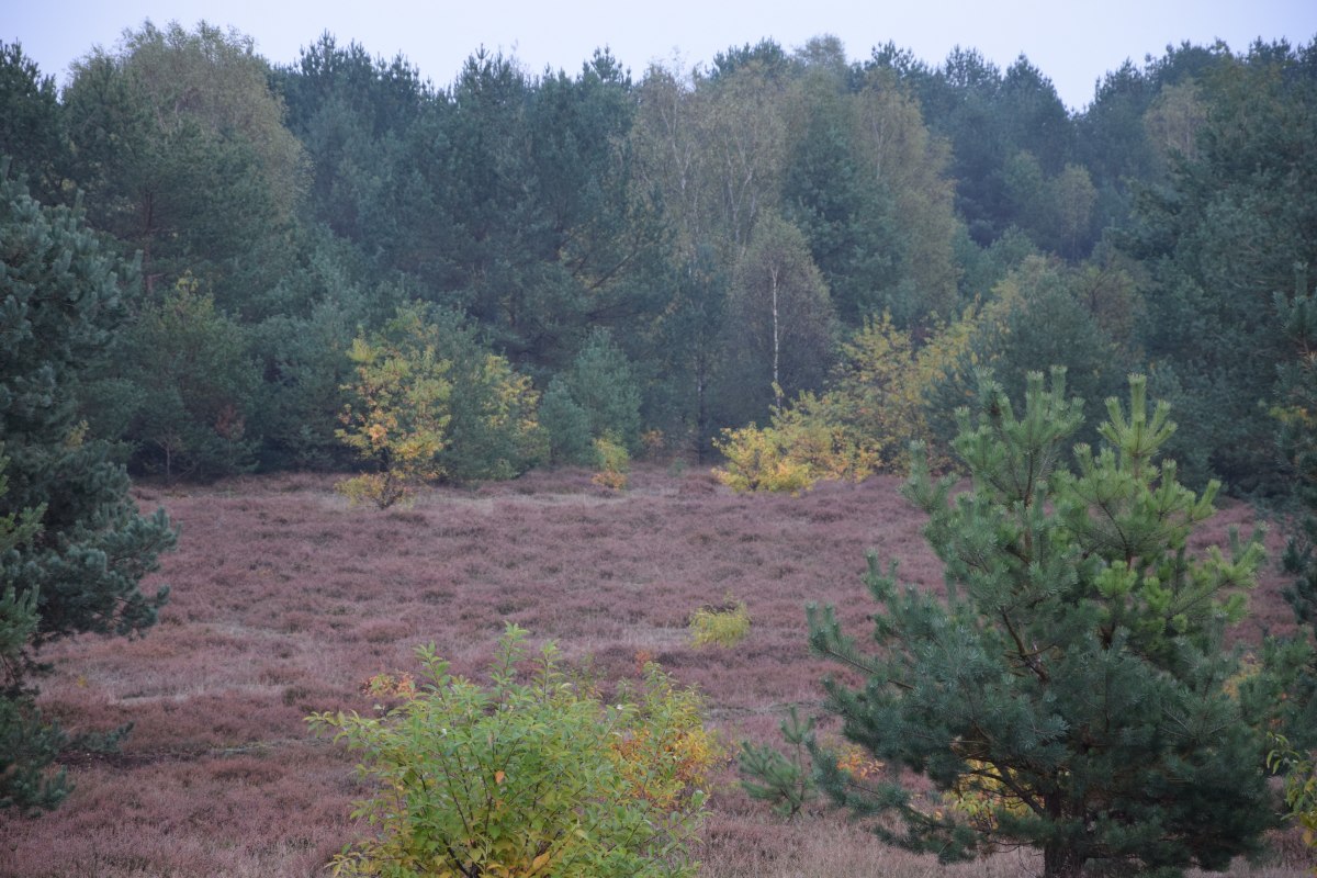 13.10.16_Truppenuebungsplatz_1_M._Fuhrmann, © Martina Fuhrmann 13.10.16_Truppenuebungsplatz_1_M._Fuhrmann, © Martina Fuhrmann