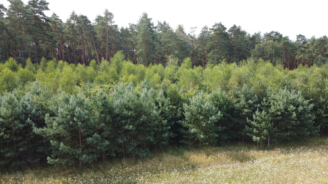 Klimawald Neustrelitz, &copy; Landesforst MV