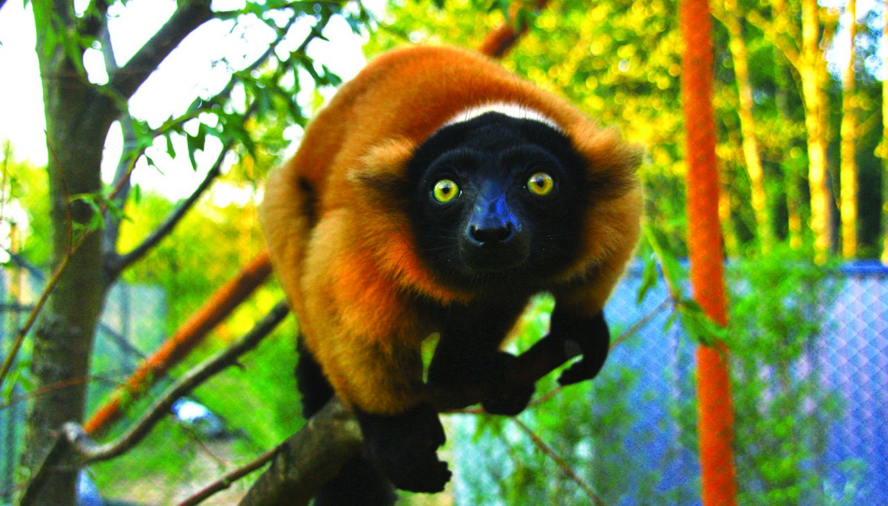 Rote Varis in der Madagaskaranlage, © Vogelpark Marlow/Zöger Rote Varis in der Madagaskaranlage, © Vogelpark Marlow/Zöger