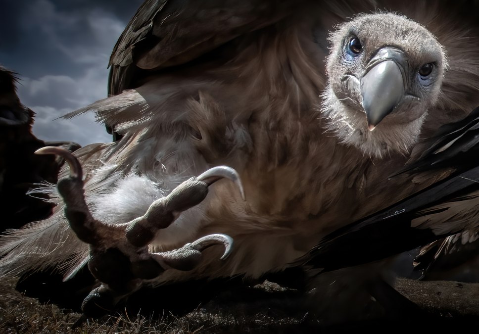 Achtung! - Titel des Gewinnerbildes von Zhu Xingchao des Pölking Awards, © fpa-zhu-xingchao Achtung! - Titel des Gewinnerbildes von Zhu Xingchao des Pölking Awards, © fpa-zhu-xingchao