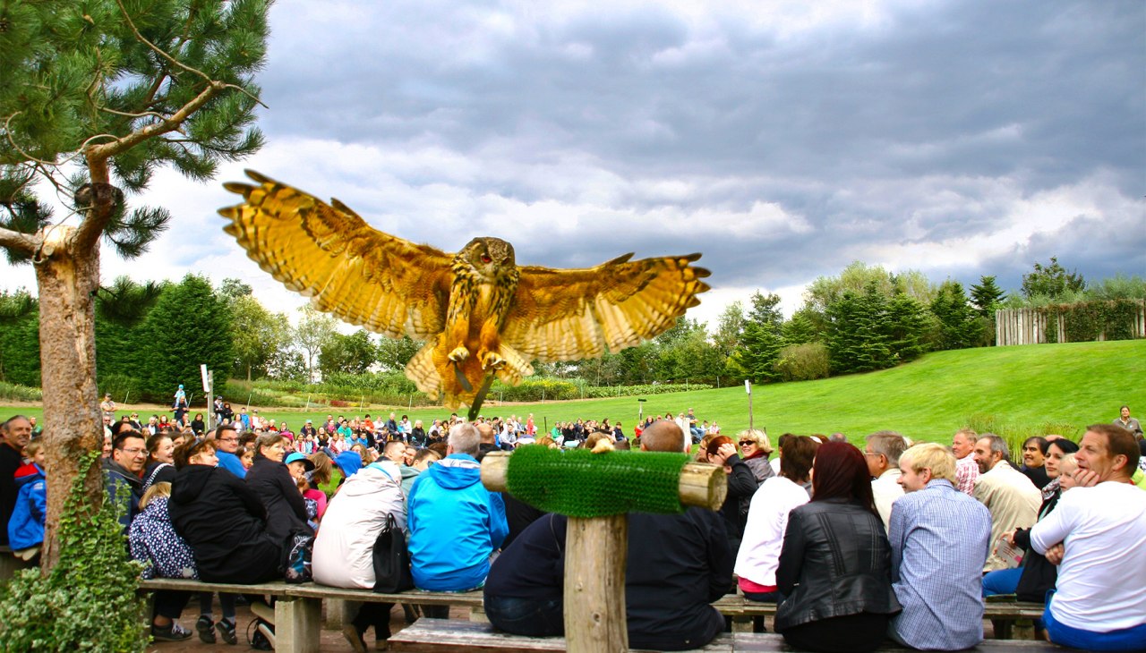 Oehoe in de luchtshow, &copy; @ Vogelpark Marlow