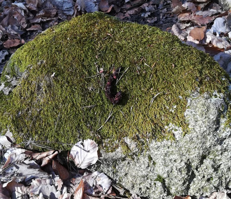 Spuren und Hinterlassenschaften lesen, © B. Daedelow Spuren und Hinterlassenschaften lesen, © B. Daedelow