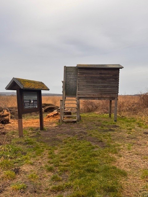 Aussichtsplattform NSG Galenbecker See, © Staatliches Amt für Landwirtschaft und Umwelt Vorpommern Aussichtsplattform NSG Galenbecker See, © Staatliches Amt für Landwirtschaft und Umwelt Vorpommern