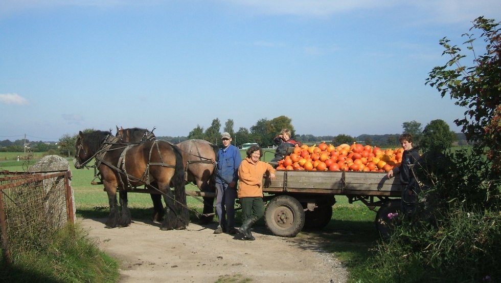 Im September werden auf Opas Bauernhof die Hokkaido-Kürbisse geerntet., © Opas Bauernhof Im September werden auf Opas Bauernhof die Hokkaido-Kürbisse geerntet., © Opas Bauernhof