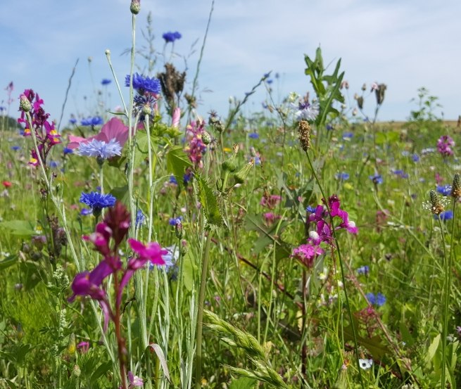 Wilde Blumenwiese am Wandelweg Sietow, &copy; TMV/UB