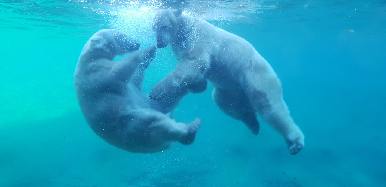 Den Eisbären ganz nah im Polarium // © Zoo Rostock/Bruhn Den Eisbären ganz nah im Polarium // © Zoo Rostock/Bruhn
