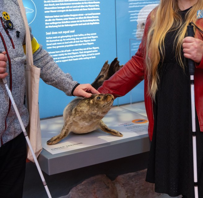 Ein Seehundpräparat zum Anfassen befindet sich im Chor des modernisierten MEERESMUSEUMs. // © Anke Neumeister/Deutsches Meeresmuseum Ein Seehundpräparat zum Anfassen befindet sich im Chor des modernisierten MEERESMUSEUMs. // © Anke Neumeister/Deutsches Meeresmuseum
