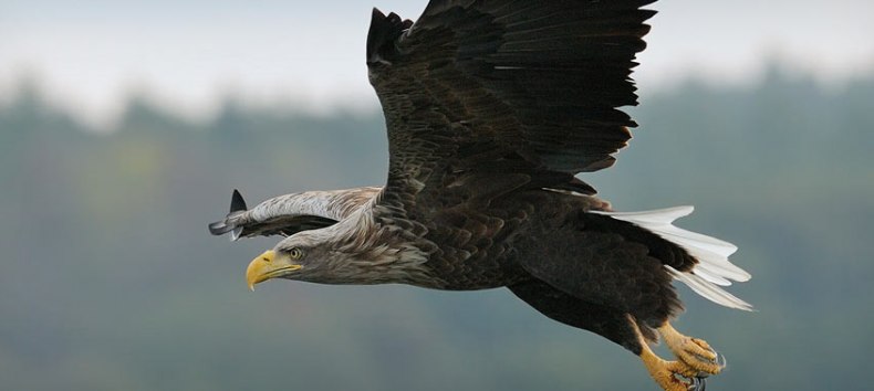 &copy; Nationalpark-Service Federow