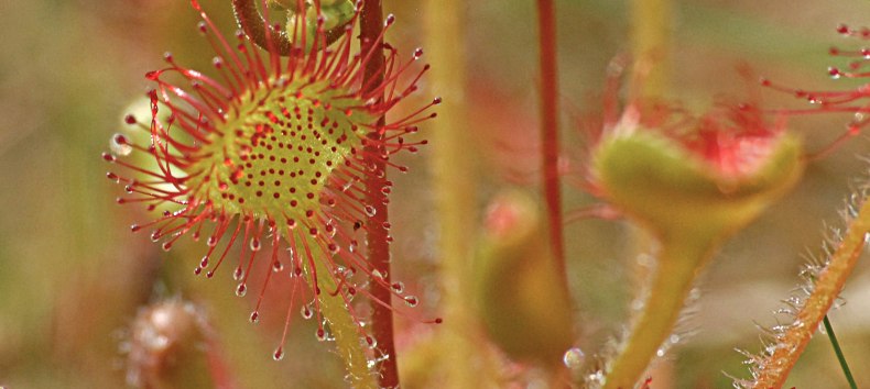 Der Rundbl&auml;ttrige Sonnentau ist eine fleischfressende Pflanze // &copy; J&ouml;rg Gast