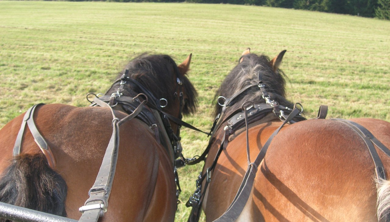 Kutsche, © Mieke Kutsche, © Mieke