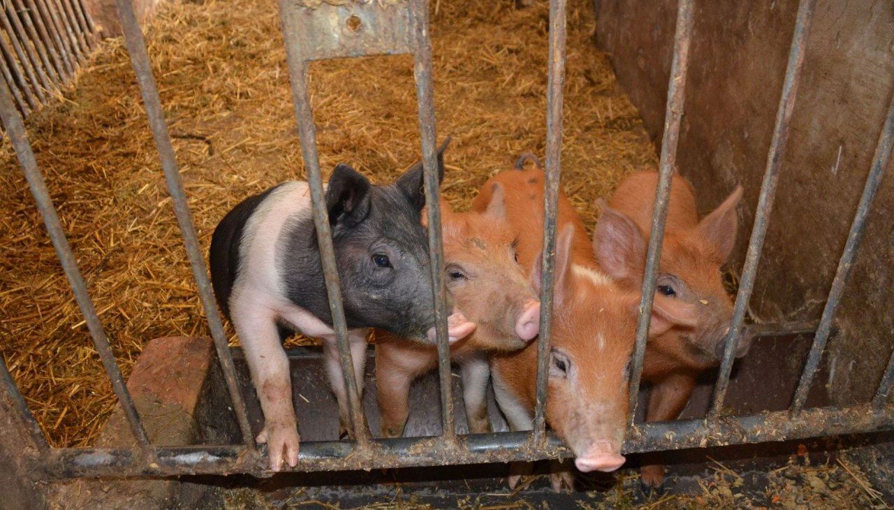 Die liebenswerten Schweine des Dinserhofs, © Dinserhof