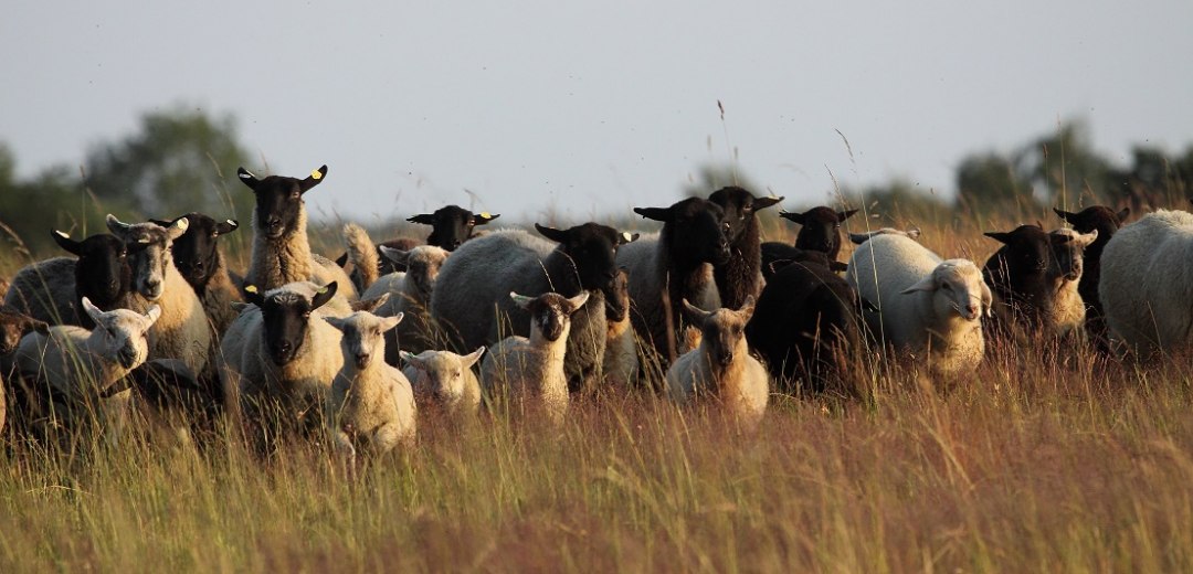 Schafe bei der Landschaftspflege am Hauptmannsberg, © Ritters Tierfoto Schafe bei der Landschaftspflege am Hauptmannsberg, © Ritters Tierfoto
