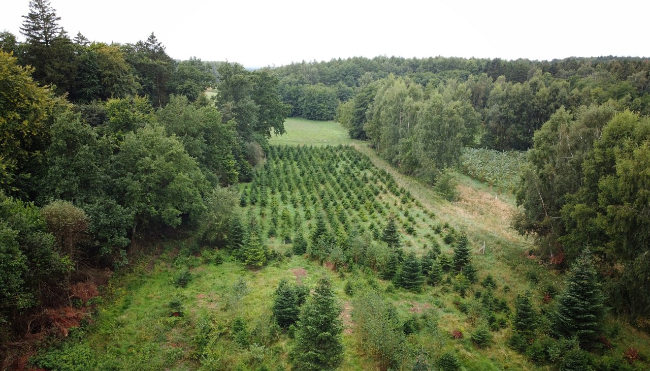 Klimawald Sehlen, &copy; Landesforst MV