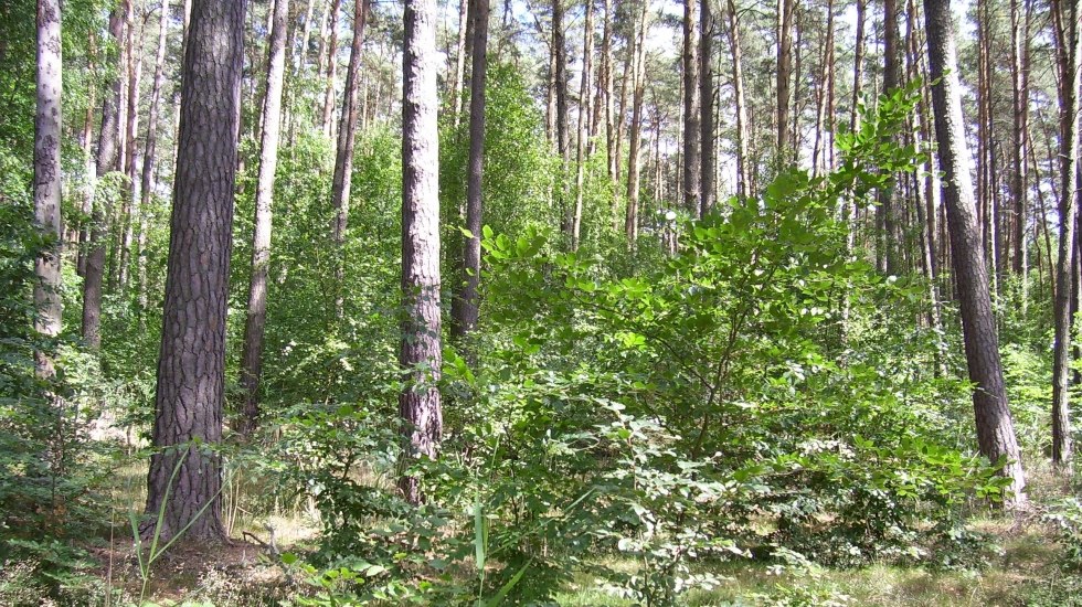 Kleine Pl&auml;tze zum Staunen, &copy; Sabine G&ouml;rmar