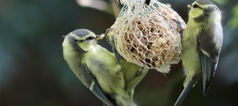 © Meisenknödel.jpg © Meisenknödel.jpg