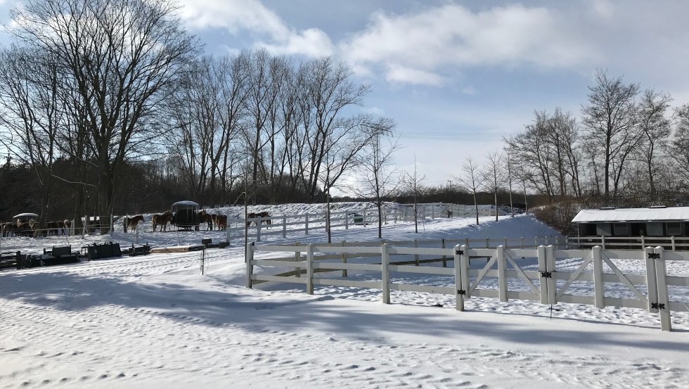 Ook in de winter is er veel te zien in Reiterhof Sallenthin // &copy; Reiterhof Sallenthin