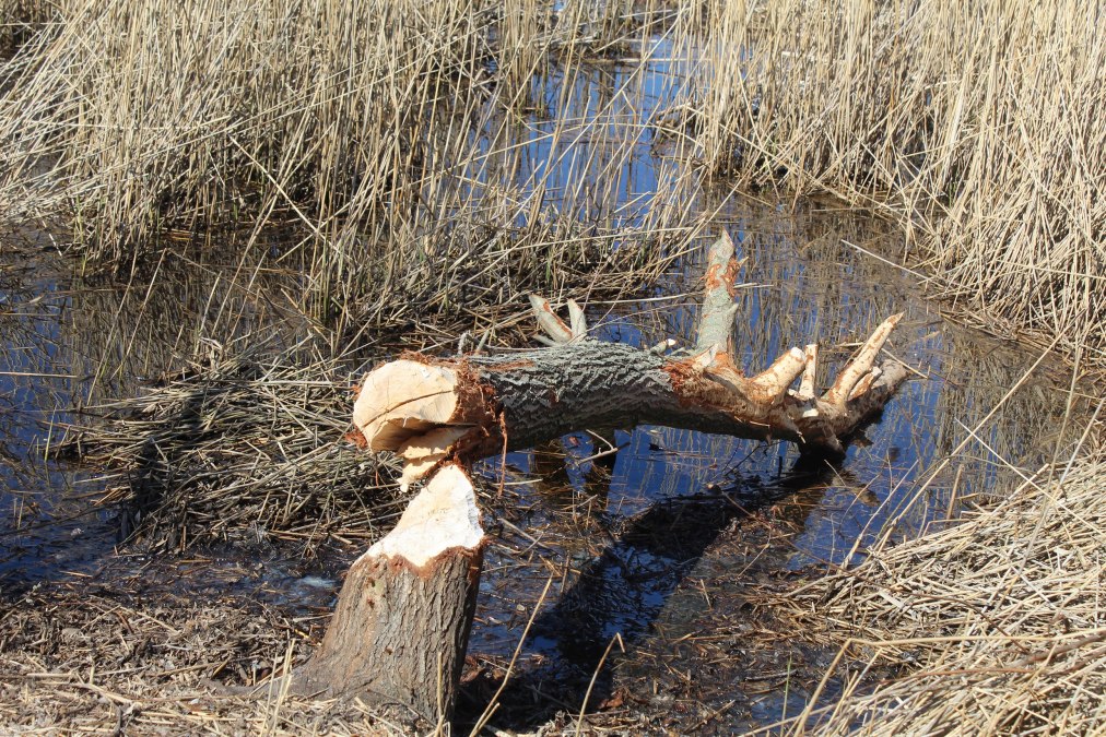 Wanderung " Eine Stadt am Fluss", © AFL