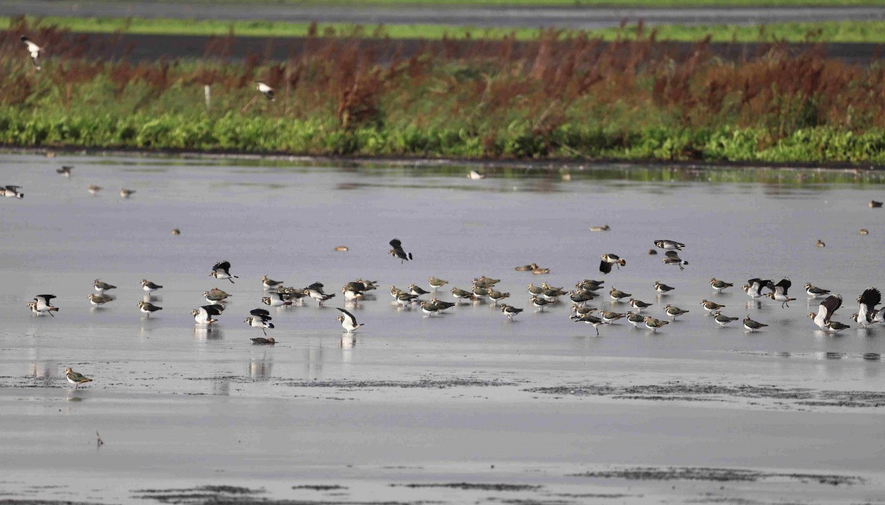 25-09-20 Vogelparadies Große Rosin, GMZ, © Marin-Ziegler 25-09-20 Vogelparadies Große Rosin, GMZ, © Marin-Ziegler