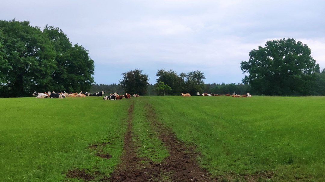 Weiderinder entspannen im Gr&uuml;n., &copy; A. Rossnagel
