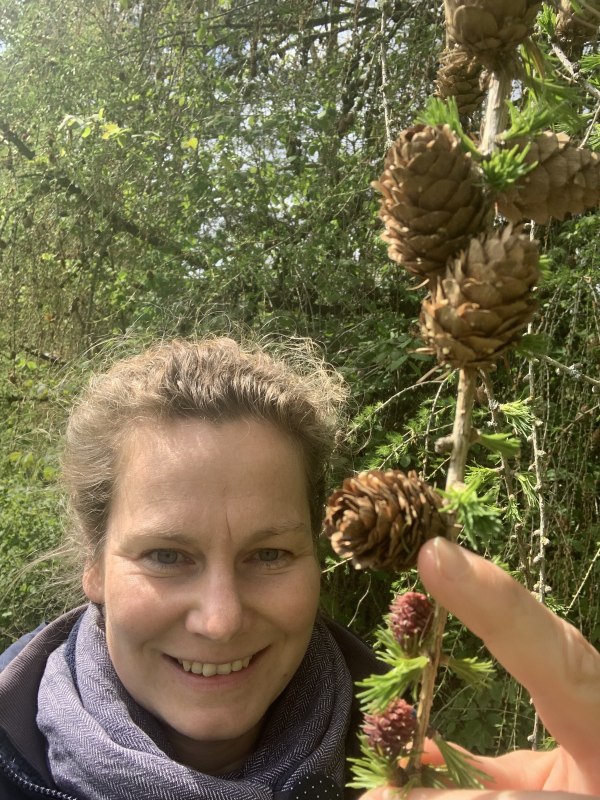 zapfenkunde-atantje-joost-hirsekorn, &copy; Antje Joost-Hirsekorn