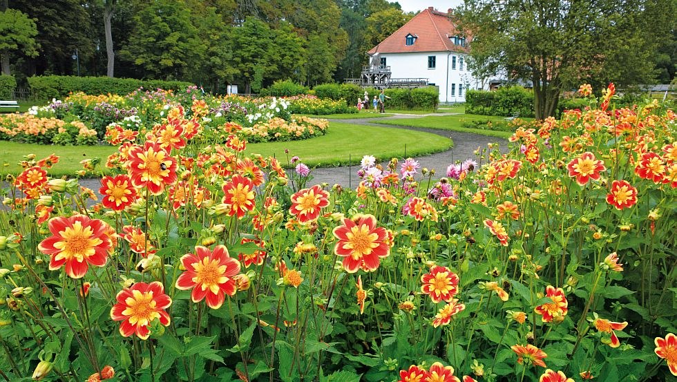Der Kurpark Bad Sülze ist bekannt für seine Dalien Vielfalt // © MV-T/Grundner Der Kurpark Bad Sülze ist bekannt für seine Dalien Vielfalt // © MV-T/Grundner