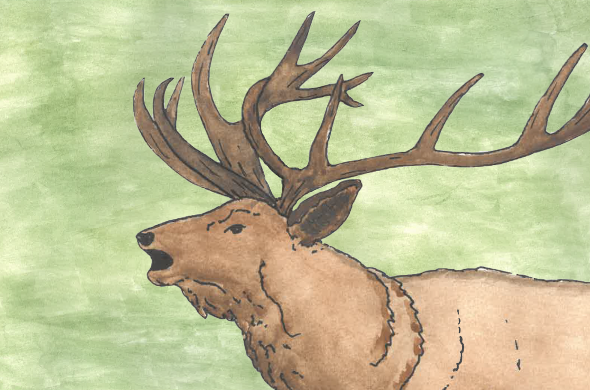 &copy; M&uuml;ritzeum