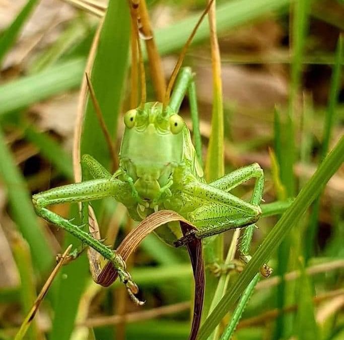 Heupferd, &copy; TZ S&uuml;dliche Boddenk&uuml;ste