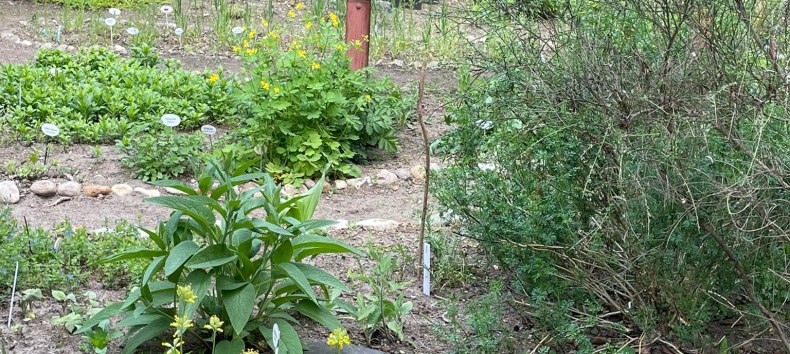 Wildpflanzengarten // &copy; Annette Schmidt