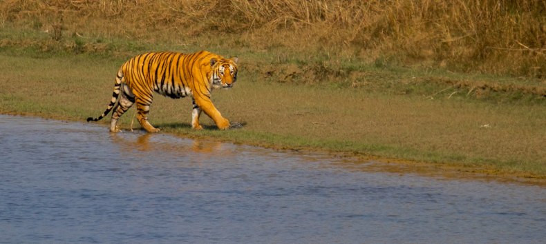 Bengal-Tiger im Barida Nationalpark, &copy; Jonas Heimbach