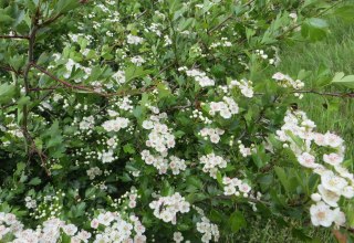 © Kurverwaltung Mönchgut © Kurverwaltung Mönchgut