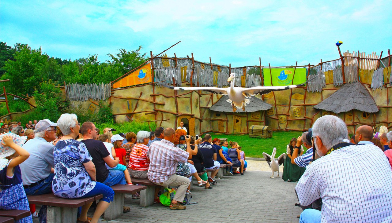 Pelikane in der Tiershow, &copy; Vogelpark