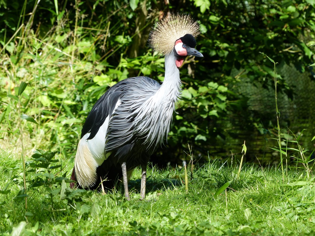 De kroonkraanvogel is dierentuindier van het jaar 2026 // &copy; Hansestadt Stralsund