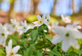 © KV Sellin © KV Sellin