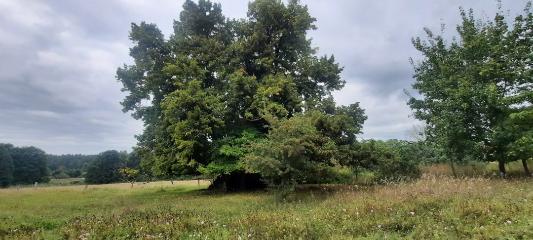 Alte Linde, &copy; Waren (M&uuml;ritz)-Information