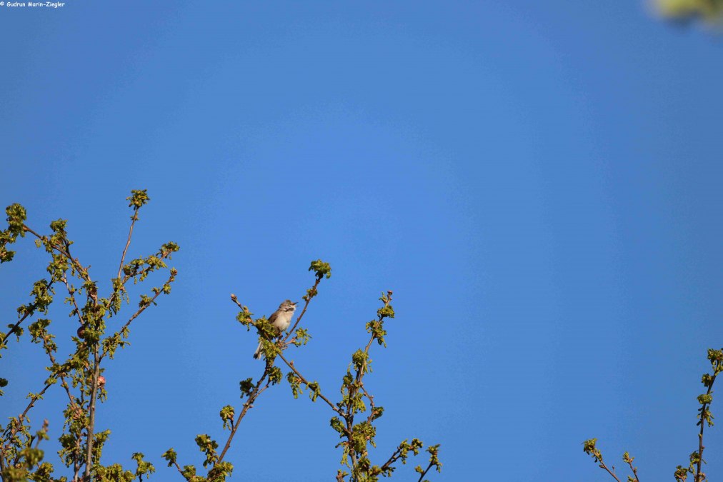 Der Frühling ist da und damit auch das Vogelgezwitscher. Jetzt im Frühjahr sind unsere Singvögel besonders intensiv zu hören, sei es, um ein Weibchen zu umwerben oder einen Revieranspruch zu festigen.
Sich die ganzen Melodien zu merken und dann auch noch dem richtigen Sänger zuzuordnen, damit sind manche Naturfreunde überfordert. Die verschiedenen Lebensräume, in denen die Arten zu Hause sind, geben Aufschluss über die Lebensweise. Damit die Vogelstimmen etwas vertrauter werden, lädt der Förderverein des Naturparks Mecklenburgische Schweiz und Kummerower See zu einer Vogelstimmenwanderung ein. Geführt wird diese von dem Ornithologen Peter Boje aus Teterow.
Der Treffpunkt ist in Teterow auf dem Parkplatz der Gaststätte „Hohes Holz“. Von hier aus wird zu Fuß etwa 3 Kilometer gewandert. Ein Fernglas solle unbedingt dabei sein., © Gudrun Marin-Ziegler