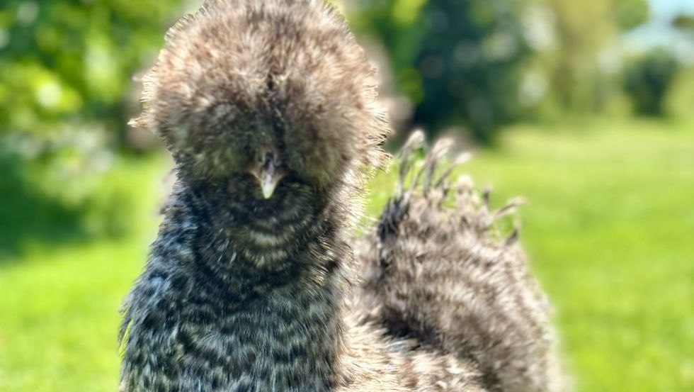 Seidenhuhn Stella, © EiEiOstsee Dr. Thomas Graupner