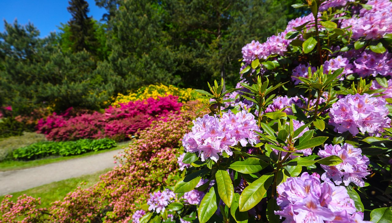 Farbenfrohe Rhododendren im Ostseeheilbad Graal-M&uuml;ritz &ndash; ein Paradies f&uuml;r Naturliebhaber und Spazierg&auml;nger., &copy; TMV/Gohlke