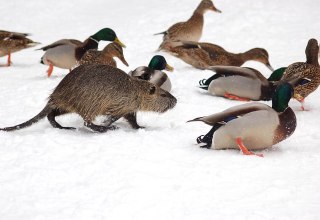 Nutria zwischen Stockenten // © W. Stürzbecher Nutria zwischen Stockenten // © W. Stürzbecher
