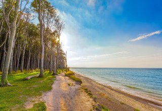 Spookbos kustplaats aan de Oostzee Nienhagen // &copy; OBN