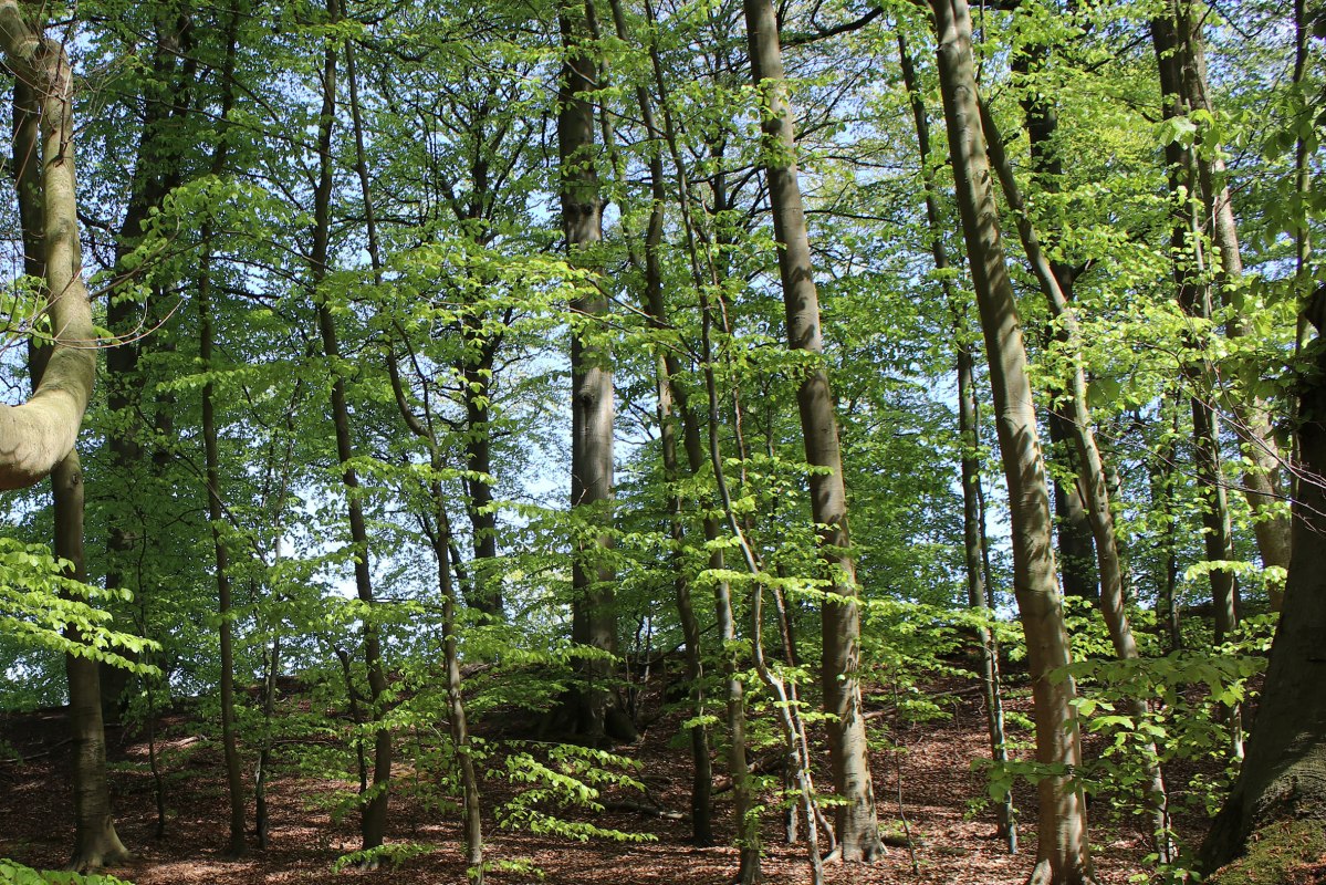 © Biosphärenreservatsamt Südost-Rügen © Biosphärenreservatsamt Südost-Rügen