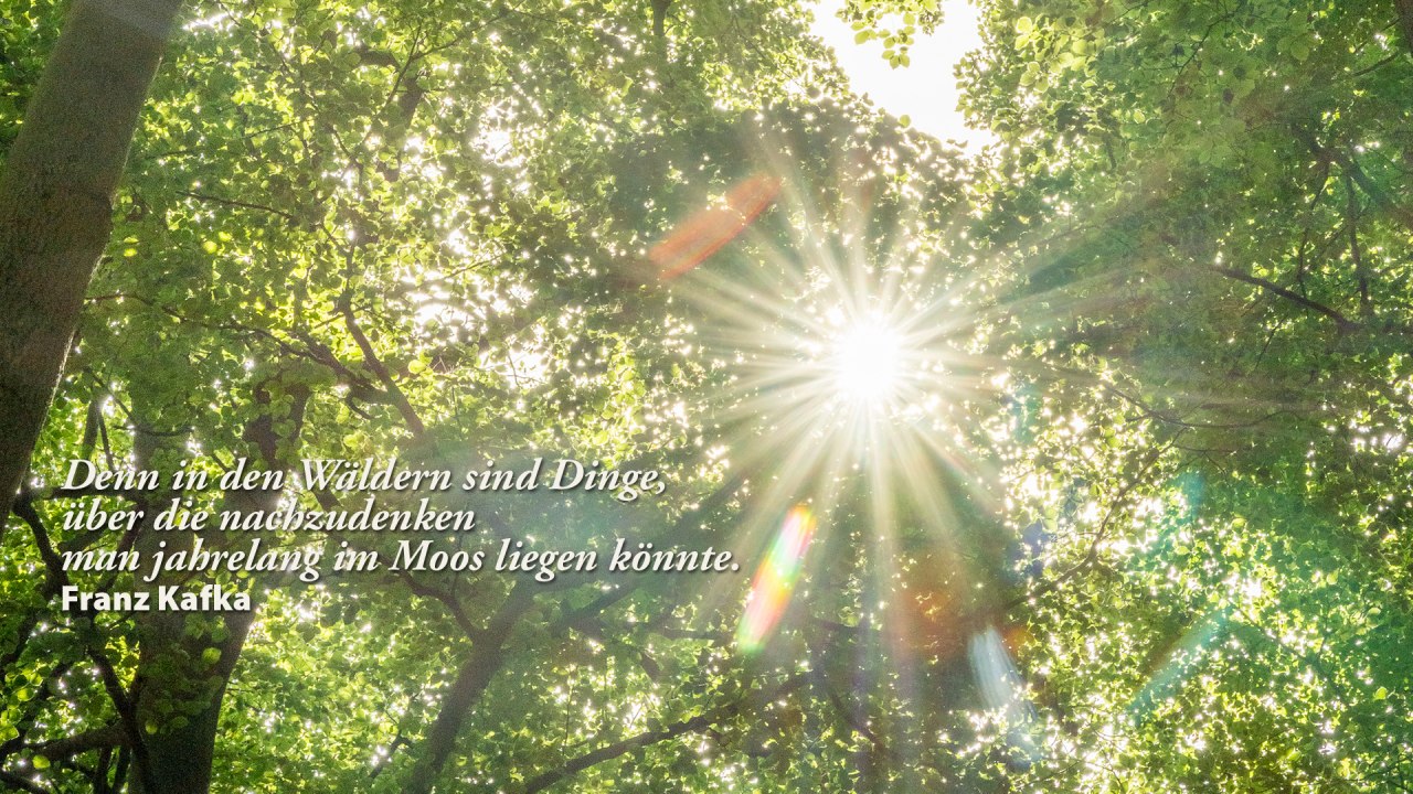 Themenwanderung &raquo;Ein Rucksack voller Literatur&laquo; // &copy; Andr&eacute; Pristaff / Tourismus- und Kur GmbH Graal-M&uuml;rit