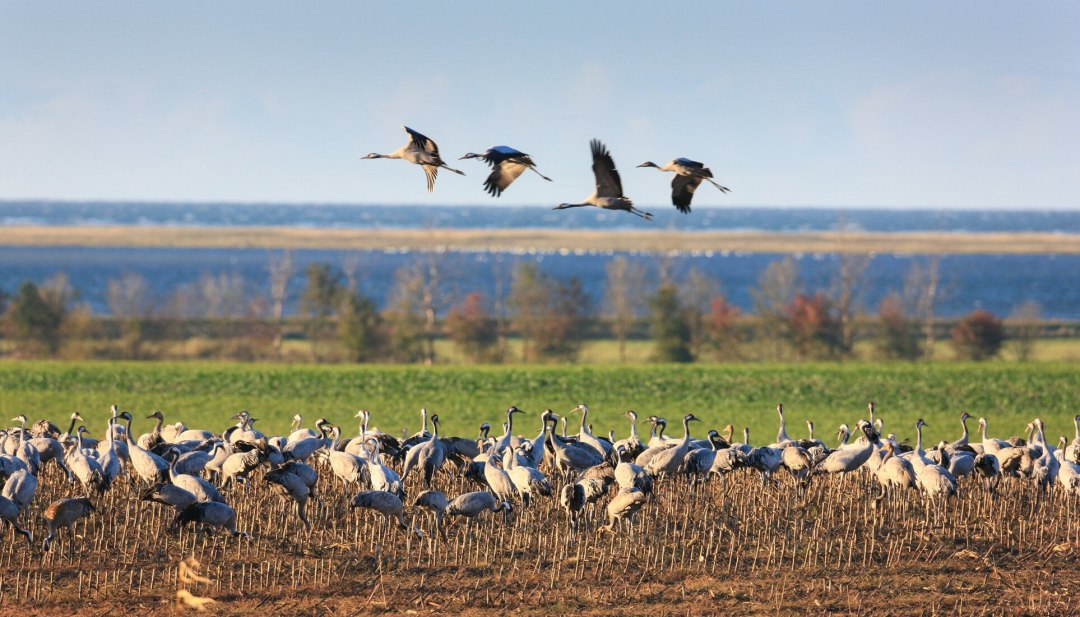 In überwältigender Zahl bevölkern Kraniche Feld und Himmel über Fischland-Darß-Zingst, © TMV/Grundner In überwältigender Zahl bevölkern Kraniche Feld und Himmel über Fischland-Darß-Zingst, © TMV/Grundner