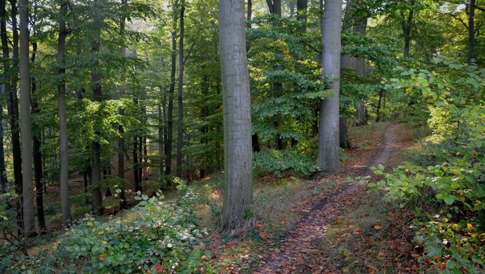 Wanderweg zum Reiherberg // © Kurverwaltung Feldberger Seenlandschaft Wanderweg zum Reiherberg // © Kurverwaltung Feldberger Seenlandschaft