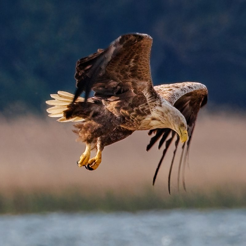 Seeadler im Landeanflug // © Kevin Hempel Seeadler im Landeanflug // © Kevin Hempel